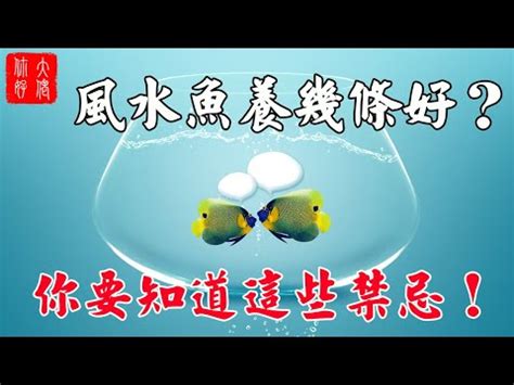 魚缸魚隻數量|養魚能招財，10條最實用的養魚風水（你一定要知道）。